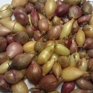 Onions and Shallots